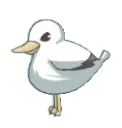 seagull