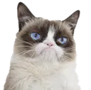 grumpycat