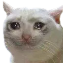 cri cri