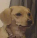 ytho