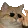 heycat