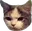 catngry