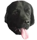 kepler