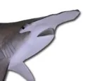 highestshark