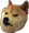 mad_doge