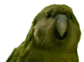 RareParrot