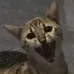 jigglyhammish jigglyhammish