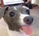 derp