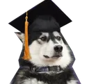 smartdoggo