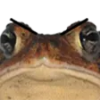 FeedMe