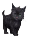 aoccat