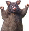leahspossum Discord emoji