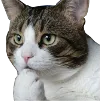 cathink