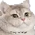 cat_intensifies