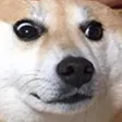 wut
