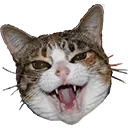 AngryCat