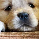 SadBOYE