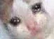 sadcat
