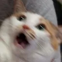 Ofuck