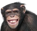 chimpakt