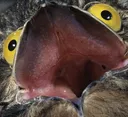 potoo