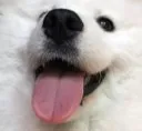 shoob