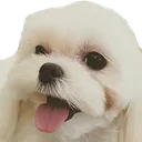 bpDalgom bpDalgom