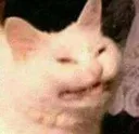 catto catto