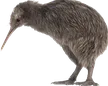 kiwimote