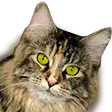 aleksCat