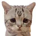 SadCat