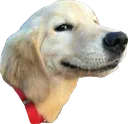 smug