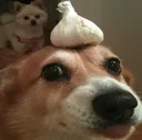 garlicdoggo