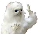 wtfcat1 wtfcat1