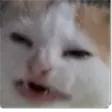 WhatCat WhatCat