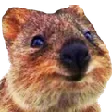 mcbQuokka