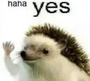 HahaYes HahaYes