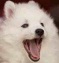 doggo