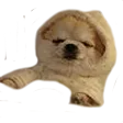 slepp
