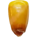 kernel