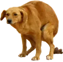 poopdoggo
