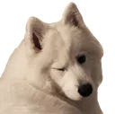 winkyshoob