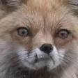 pupperGrump