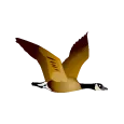 ehmojiicongoose