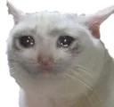 sadcat