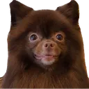 bpKuma