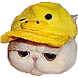 dr4m4DUCK dr4m4DUCK
