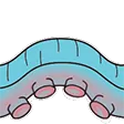 squid2