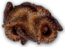 kappamary