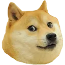 doge doge